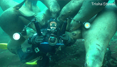 Becky Kagan Schott Swimming with Sea Lions and Sola's